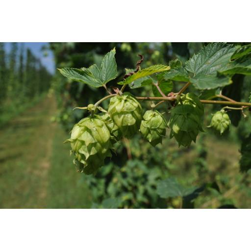 Simcoe Hops - Alpha 13.2% - 2019 Harvest 100g